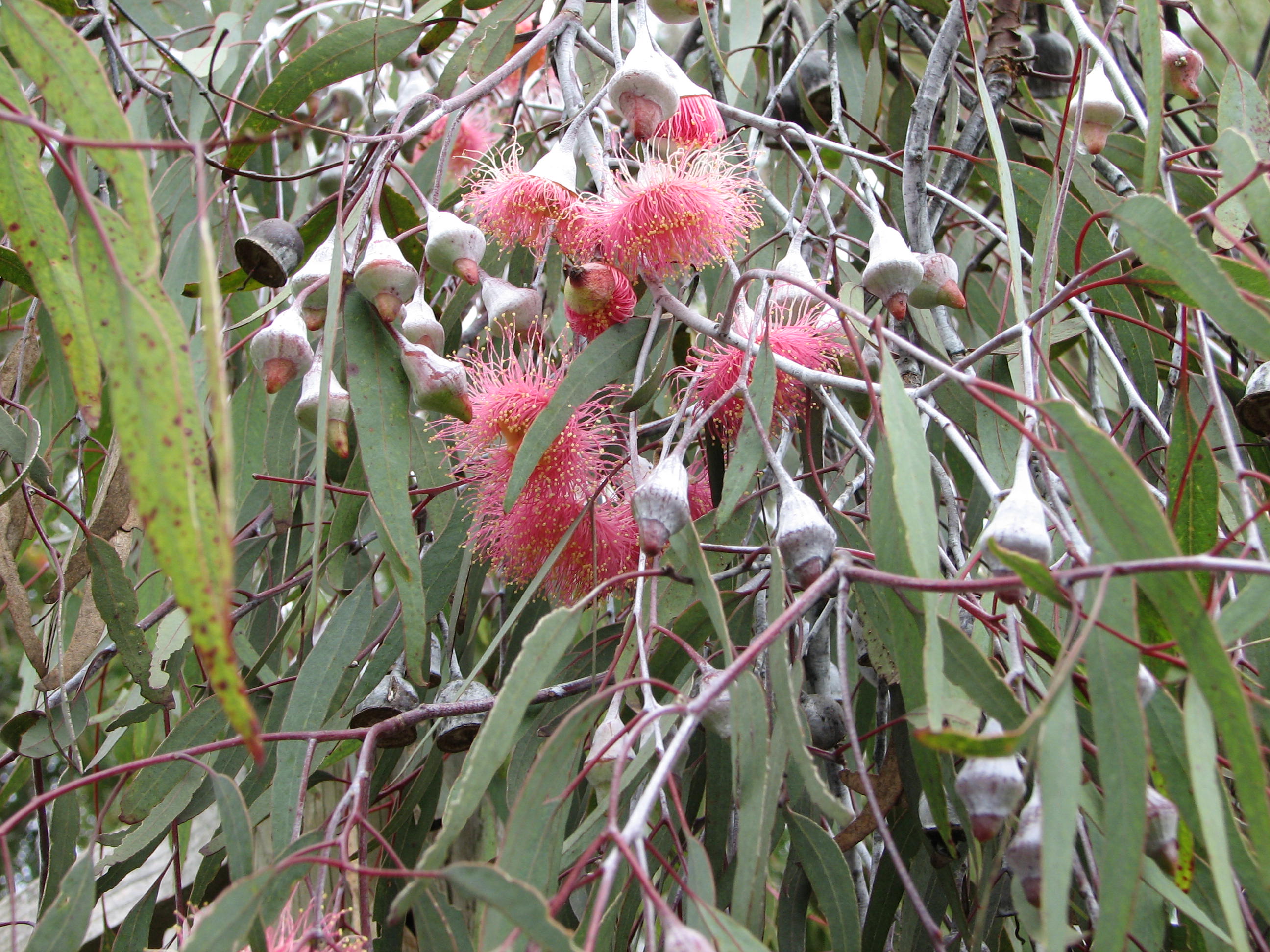 how-to-plant-australian-native-plants-mallee-native-plants