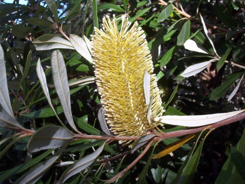 Banksia integrifolia (Coast Banksia)