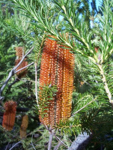 Banksia ericifolia (Heath Banksia)