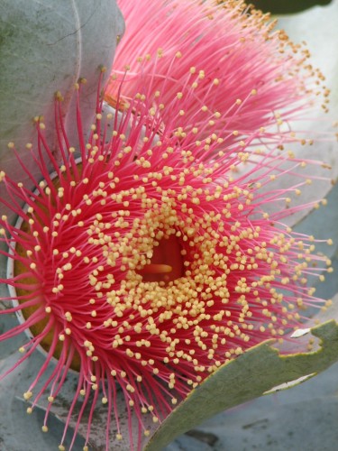 Eucalyptus macrocarpa (Mottlecah)