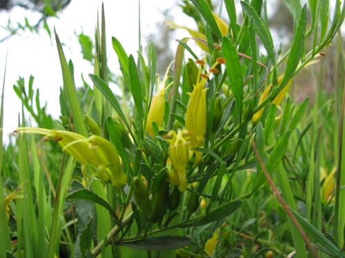 Eremophila glabra prostrate, yellow flowered form