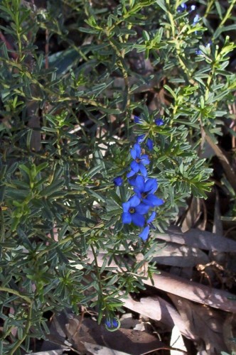 Halgania cyanea (Mallee Blue-flower)