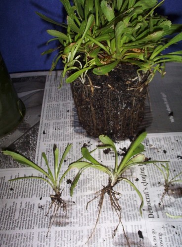 Plantlets cut from the main clump