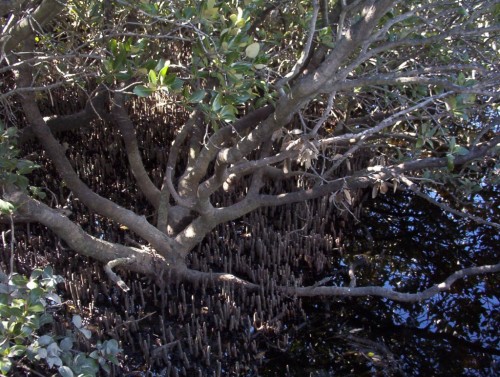 Mangrove Forest showing roots