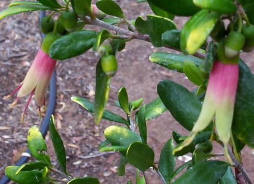 Correa glabra variegated form