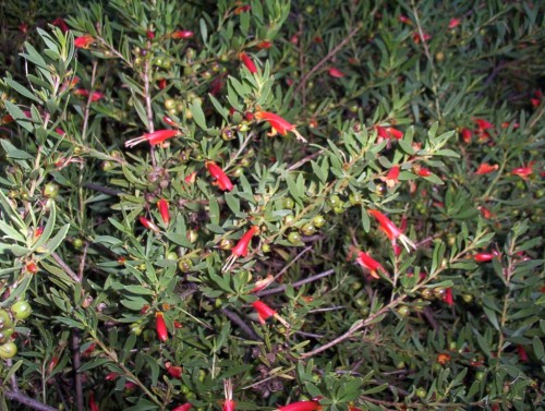 Eremophila glabra (prostrate form, dark red flowers)