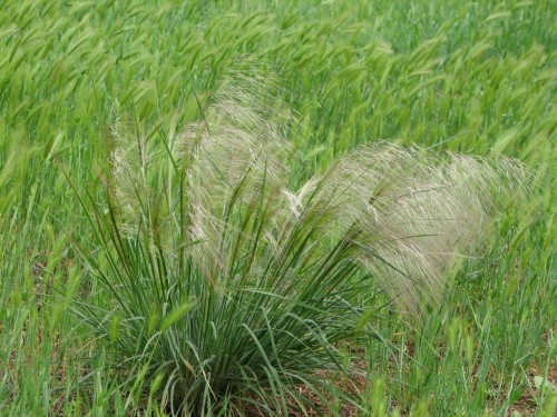 Austrostipa species (Spear Grass)