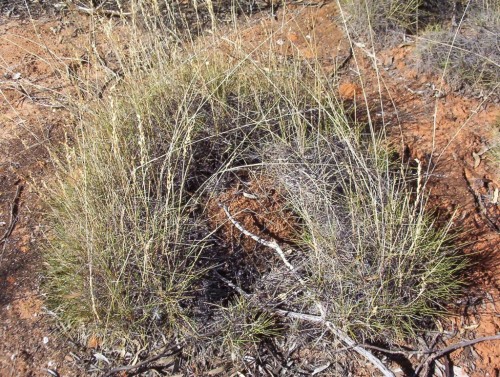 Triodia scariosa (Porcupine Grass)