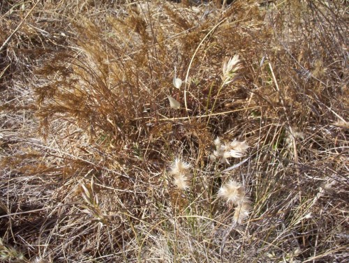 Austrodanthonia geniculata (Wallaby Grass)