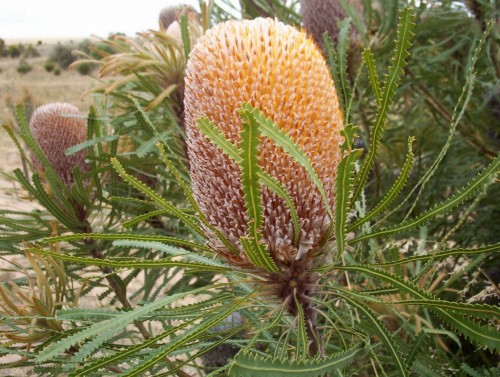 Banksia hookerana