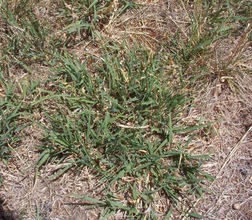 Chloris truncata (Windmill Grass) Watered plant