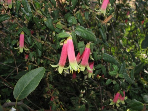 Correa reflexa form (pink and green flowers)