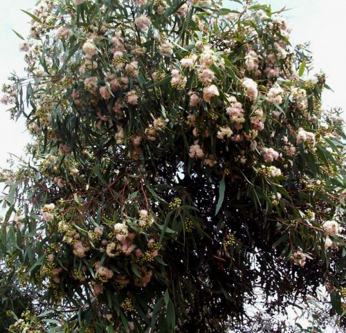 Eucalyptus calycogona (Square-fruited Mallee) Pink form