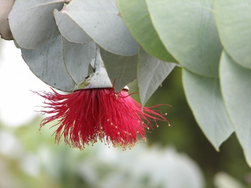 Eucalyptus rhodantha (Rose Mallee)