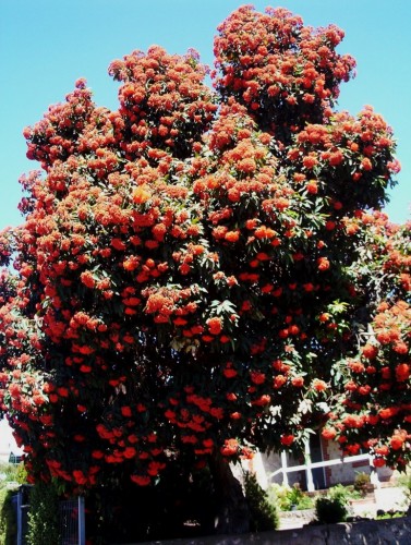 Eucalyptus ficifolia (Western Australian Flowering Gum) vermillion form