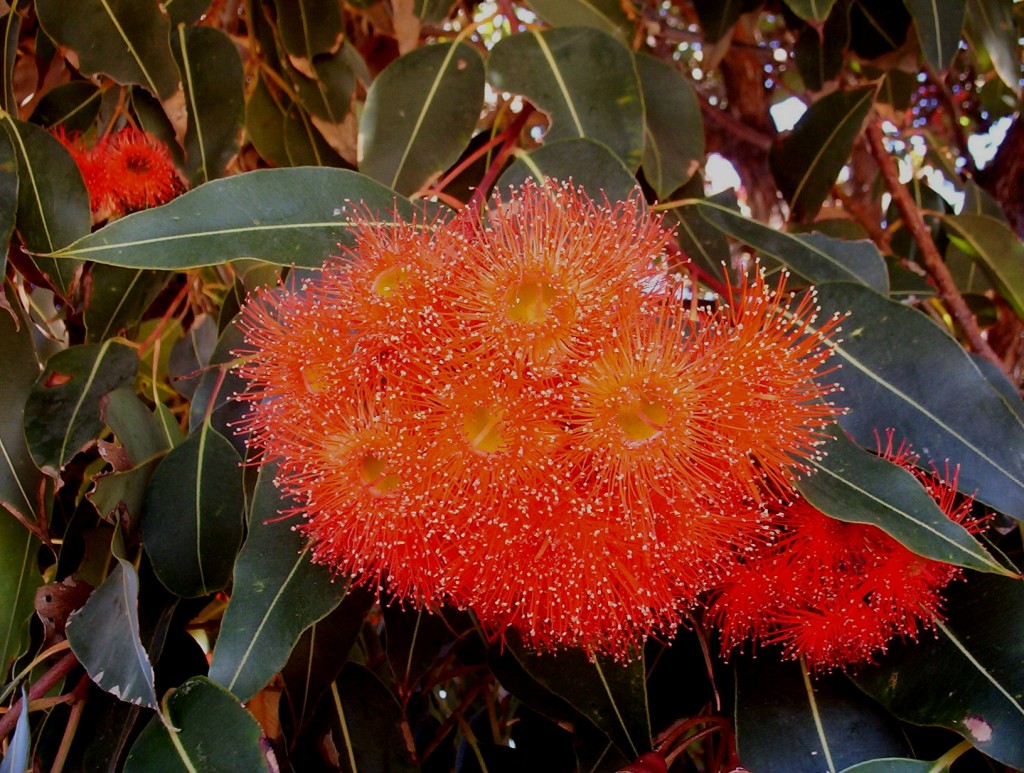 Western Australian Flowering Gum. Planted it a few years ago. Fluoro orange  as bright as Dutch soccer team : r/melbourne