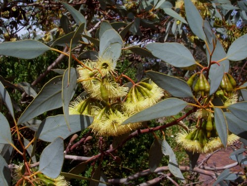 Eucalyptus pimpiniana