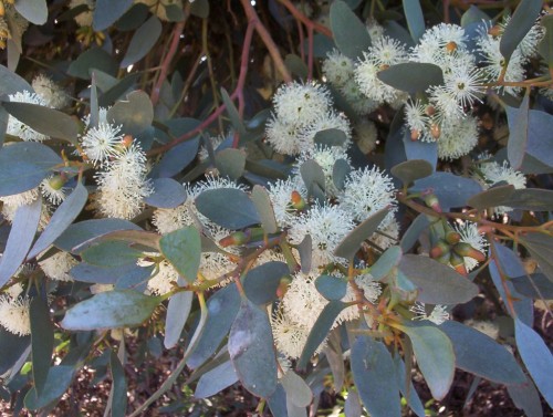 Eucalyptus platypus (Moort)