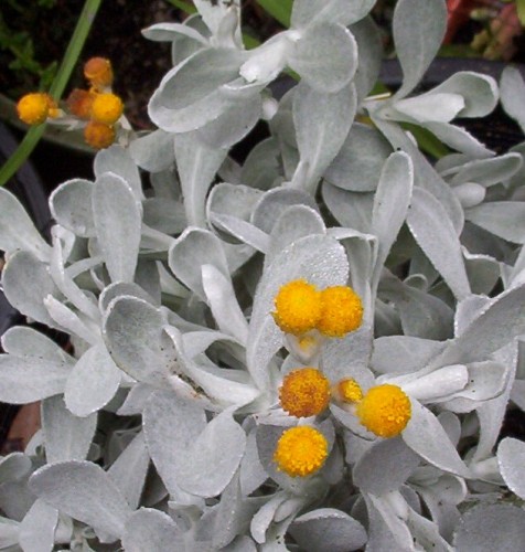 Chrysocephalum apiculatum (grey leafed form)