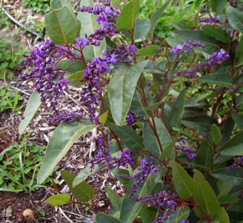 Hardenbergia violacea (purple)