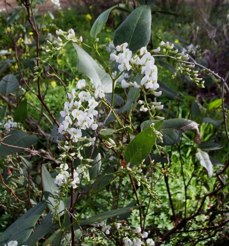 Hardenbergia violacea (white)