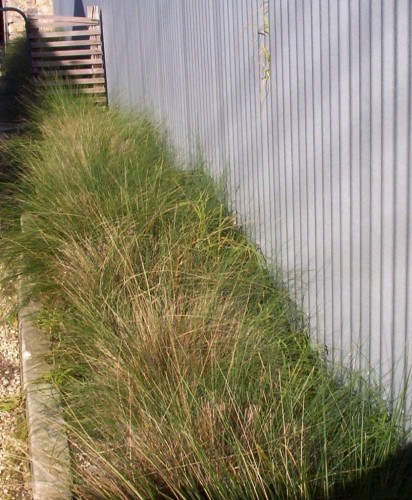 Grasses in a Garden Bed