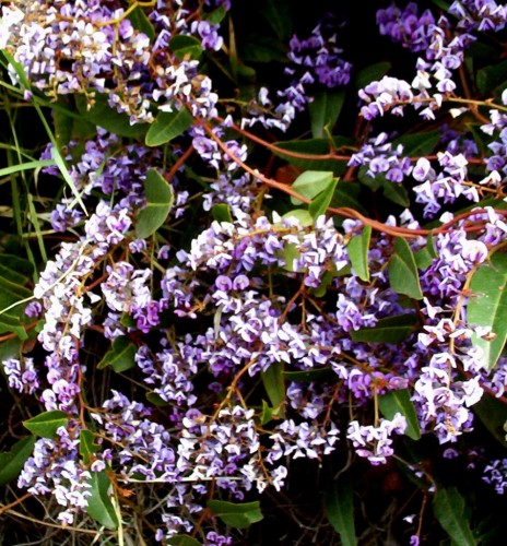 Hardenbergia violacea mauve