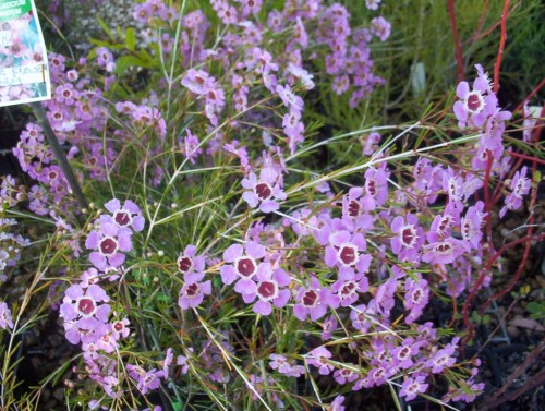 Chamelaucium uncinatum (Geraldton Wax)