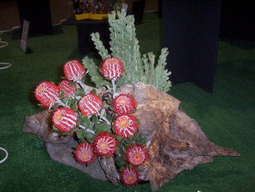Banksia coccinea in flower arrangement
