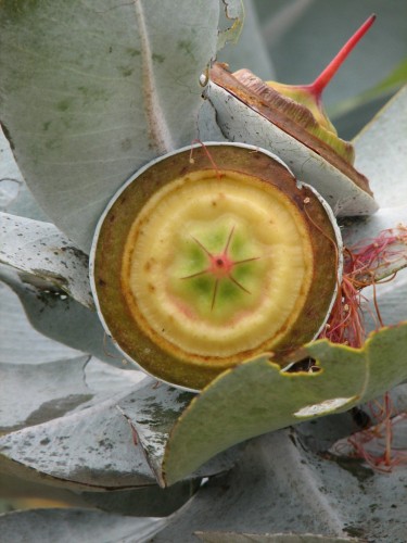 Eucalyptus macrocarpa (Mottlecah) fruit