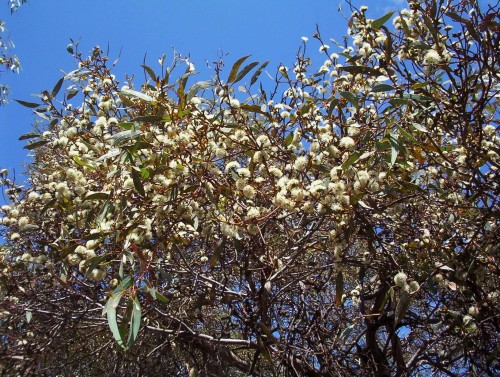 Eucalyptus phenax (White Mallee)