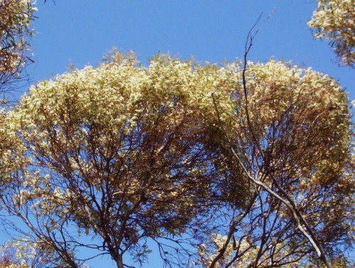 Eucalyptus gracilis (White Mallee)