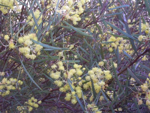 Acacia iteaphylla (Flinders Range Wattle)