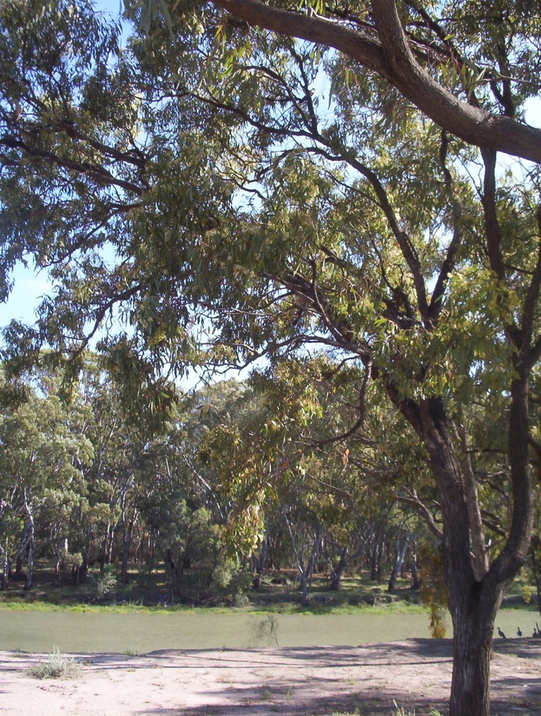 Eucalyptus largiflorens(Black Box) - Mallee Native Plants