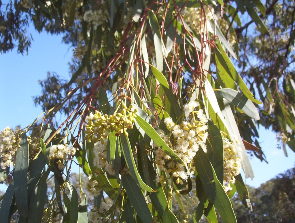Eucalyptus largiflorens(Black Box) - Mallee Native Plants