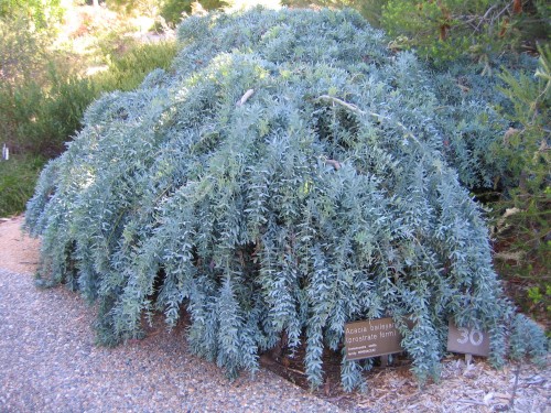 Acacia baileyana prostrate form (Cootamundra Wattle)