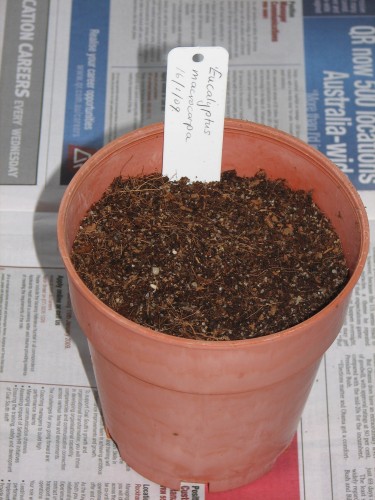 130mm pot sown with Eucalyptus macrocarpa seeds